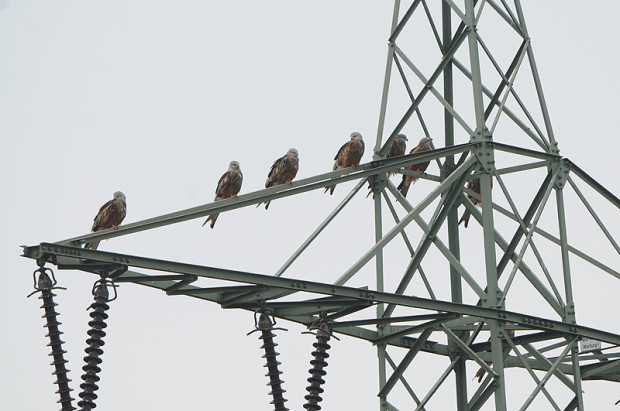 Ein rastender Trupp Rotmiane auf einem Strommast. Steigen Morgens die Temperaturen und Nebel verschwindet, ziehen die Vögel weiter Richtung Südwest. Foto: C. Gelpke