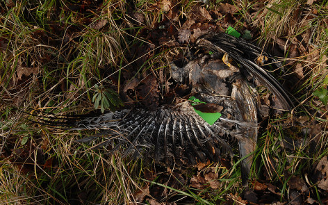 Rotmilan "Lukas", ein Vogel aus dem Projekt in 2007, er wurde auf dem Zugweg in Frankreich zusammen mit anderen Greifvögel vergiftet. Foto: C. Gelpke